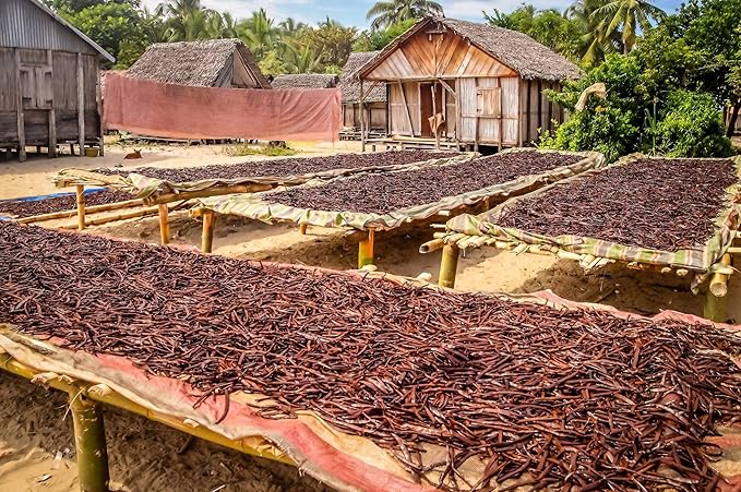 1 LB Vanilla Beans - Whole Extract Grade B Pods for Baking, Homemade Extract, Brewing, Coffee, Cooking - 16 Ounces | (Tahitian)