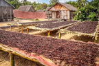 1 LB Vanilla Beans - Whole Extract Grade B Pods for Baking, Homemade Extract, Brewing, Coffee, Cooking - 16 Ounces | (Tahitian)